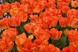 Bernhard Saalfeld - Tulpenpracht 2026 (5v9)